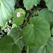 Begonia chitoensis - Photo (c) Kuo-Cheng Chen, osa oikeuksista pidätetään (CC BY-NC), lähettänyt Kuo-Cheng Chen