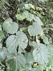 Begonia chitoensis