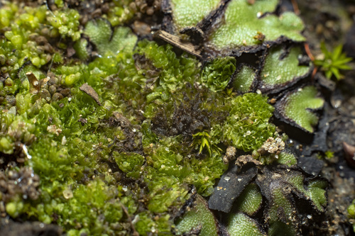 Campbell's Liverwort (Geothallus tuberosus)