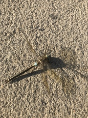 Anax parthenope