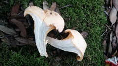 Cantharellus pallens