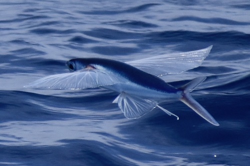 Clearwing Flyingfish (Cypselurus comatus) — Exocoetidae