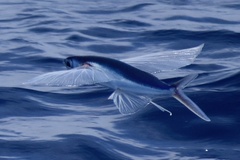 Clearwing Flyingfish photo 3