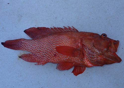 Photo of Graysby (Cephalopholis cruentata)