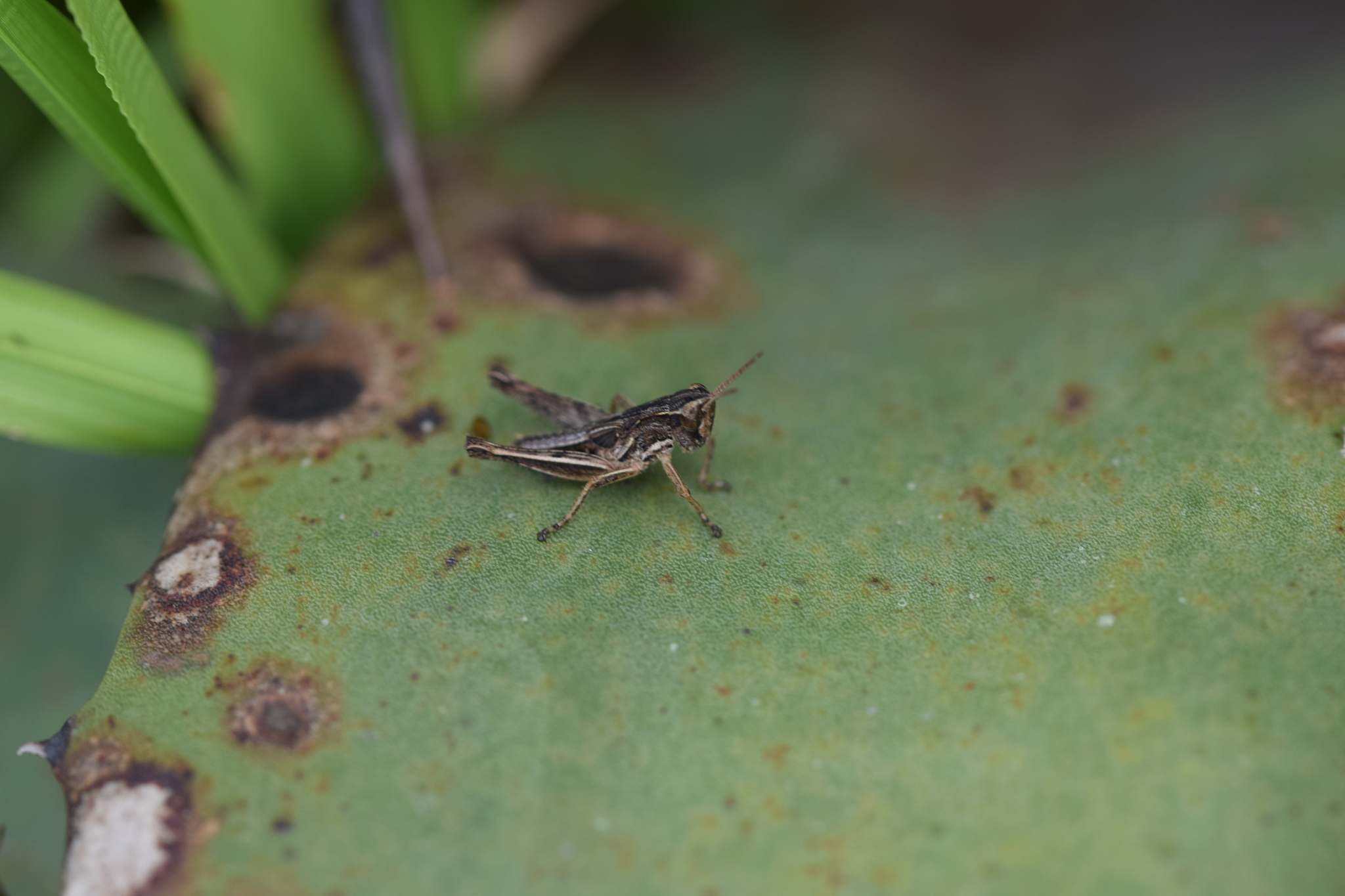 Baeacris punctulata image