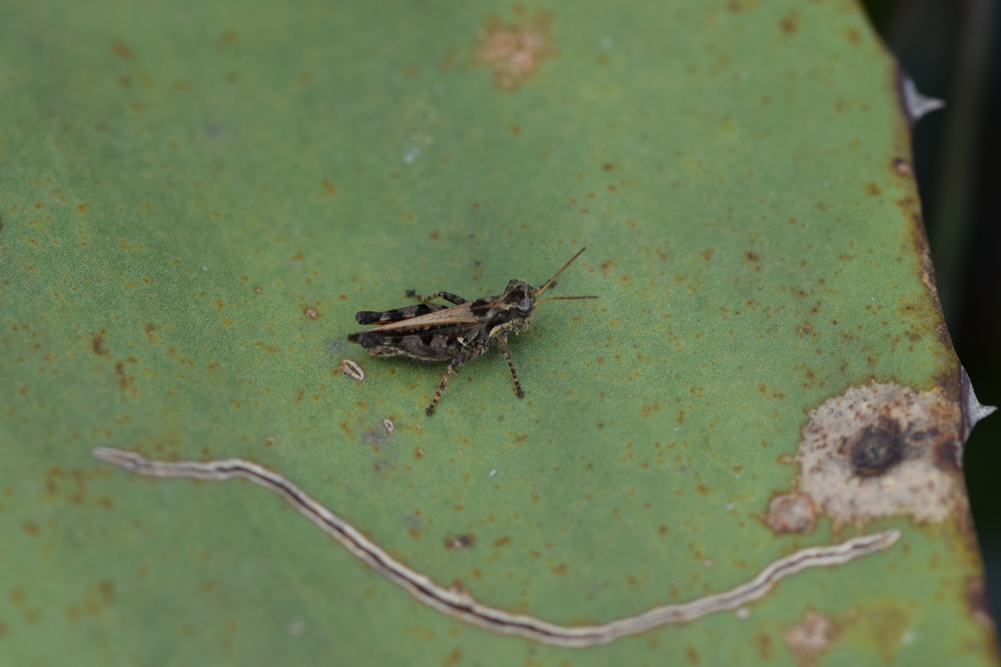 Baeacris punctulata image