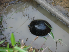 Cuora amboinensis kamaroma