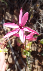 Hesperantha pauciflora