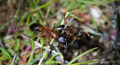 iNaturalist observation photo of Camponotus sansabeanus
