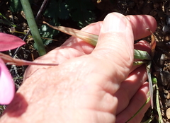 Hesperantha pauciflora