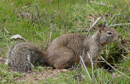 iNaturalist observation photo of California Ground Squirrel