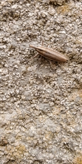 Lixus anguinus