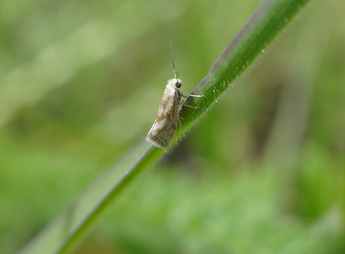 iNaturalist observation photo of Greya