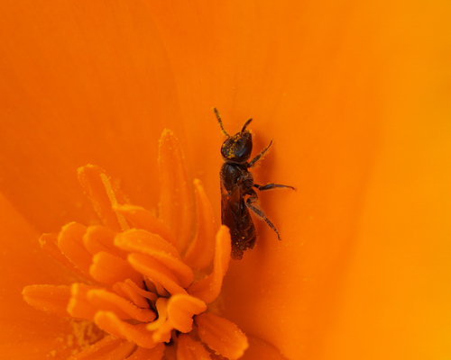 iNaturalist observation photo of Metallic Sweat Bees