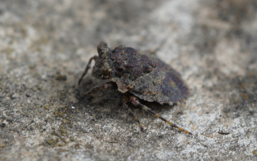 iNaturalist observation photo of Big-eyed Toad Bug