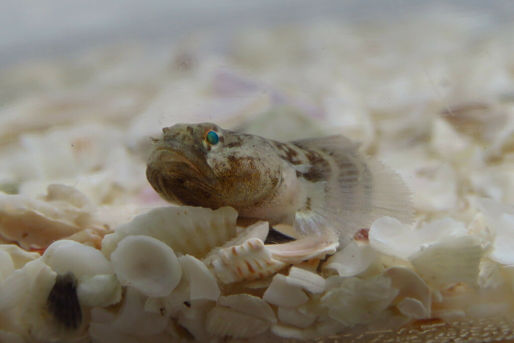 Twoscale goby (Gobiosoma longipala) — Gobiidae