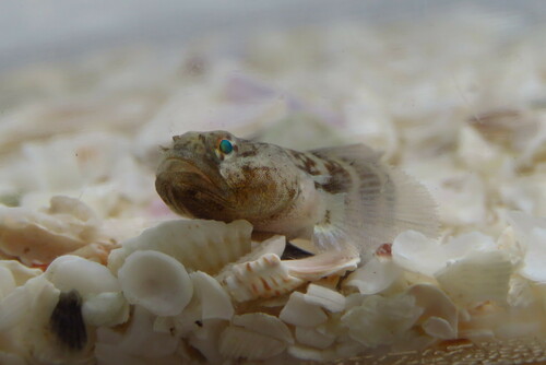 Twoscale goby (Gobiosoma longipala) — Gobiidae