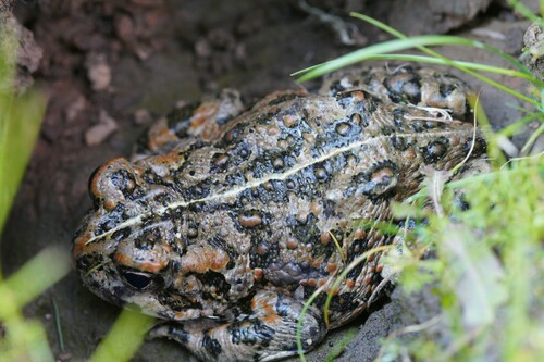 iNaturalist observation photo of California Toad