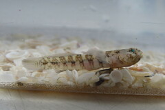 Twoscale Goby photo 1