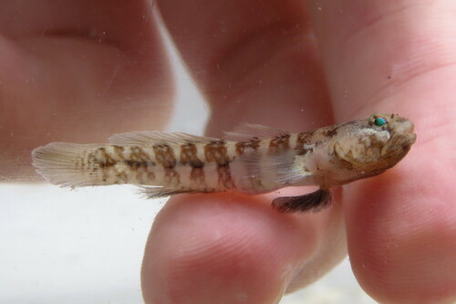 Twoscale goby (Gobiosoma longipala) — Gobiidae — 2