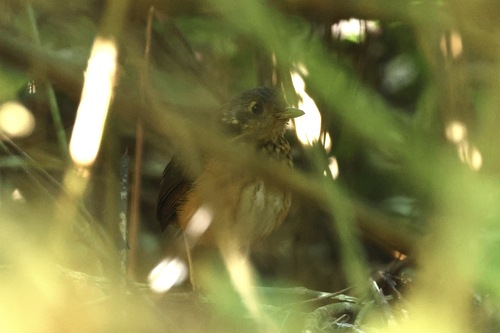 Thicket Antpitta (Myrmothera dives), photo 6