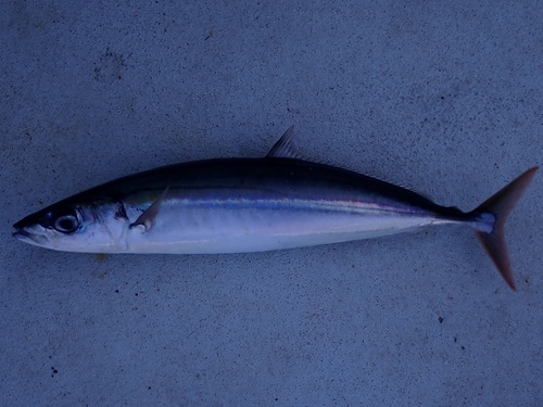Greater Kingston (Decapterus tabl) — Carangidae