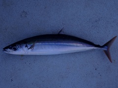 Roughear Scad photo 1
