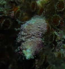 Fasciolariidae