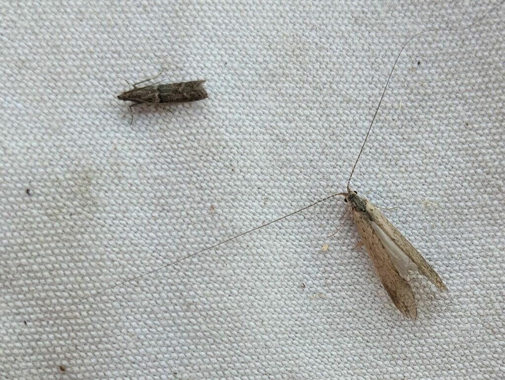 Nectopsyche dorsalis