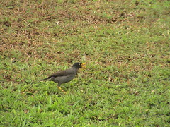 Acridotheres javanicus