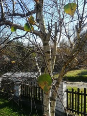 Betula pendula pendula