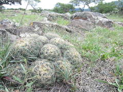 Coryphantha radians