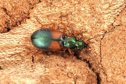 Akkersnelloper, photo 2 of 10