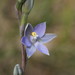 Slender Sun-Orchid - Photo (c) Reiner Richter, some rights reserved (CC BY-NC-SA), uploaded by Reiner Richter