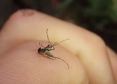 Aedes vigilax