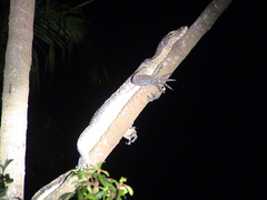 Varanus salvator macromaculatus