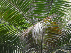 Archontophoenix cunninghamiana