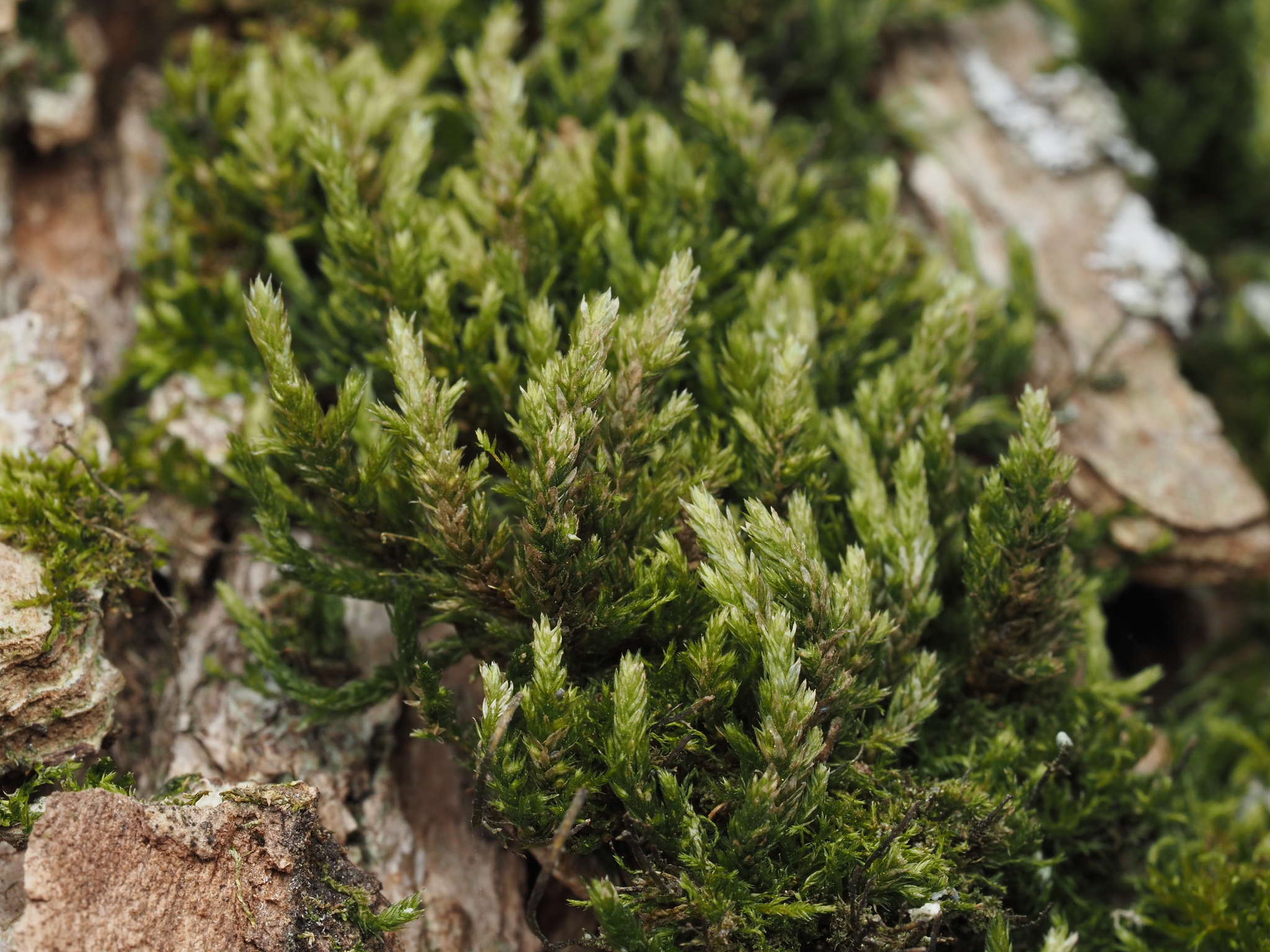 Alsia californica