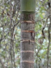 Archontophoenix cunninghamiana