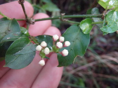 Gynochthodes jasminoides