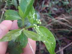 Gynochthodes jasminoides