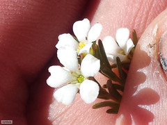 Coleonema juniperinum