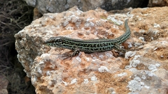 Podarcis pityusensis formenterae