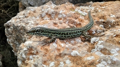 Podarcis pityusensis formenterae