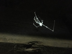 Engyodontium aranearum