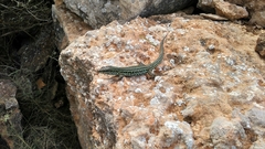 Podarcis pityusensis formenterae