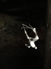 Engyodontium aranearum