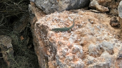 Podarcis pityusensis formenterae