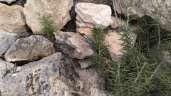 Podarcis pityusensis formenterae