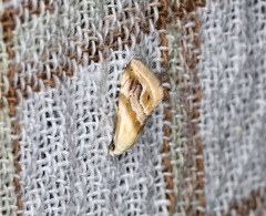 Eublemma roseana